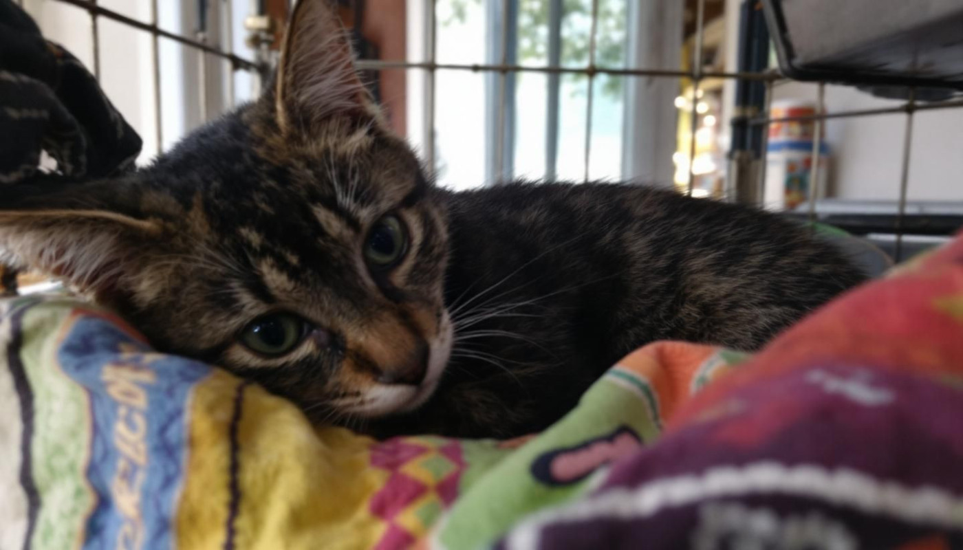 Voyager avec un chat préparatifs et conseils pour des déplacements sans stress